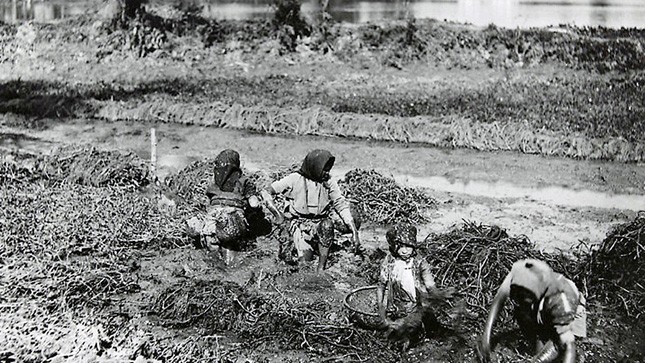 đại nạn châu chấu đã gây ra nạn đói ở hai tỉnh Hà Nội, Sơn Tây