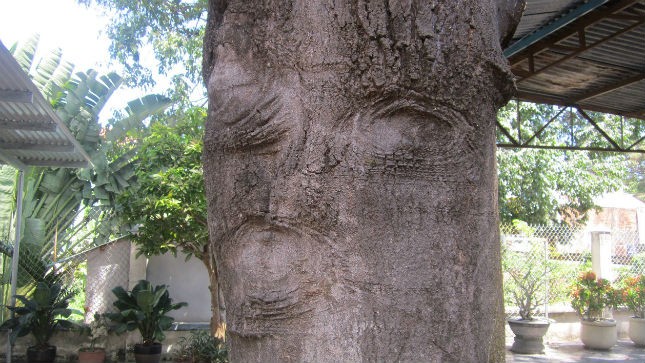 Vết lõm  “hình mặt người” trên thân cây