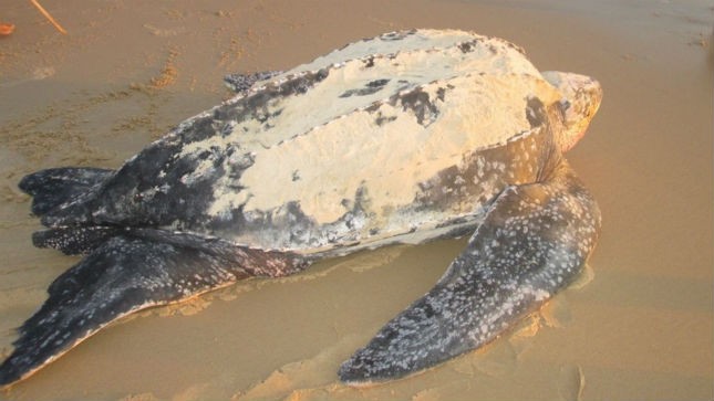 Chú rùa biển “khủng” đã được bảo vệ và thả về tự nhiên.