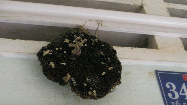 Tổ ong vò vẽ được người Chơ Ro treo trước cửa nhà  