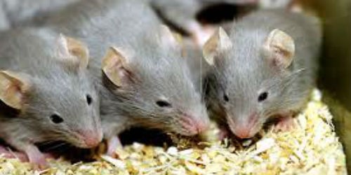 Chuột - mối nguy cơ làm lan truyền bệnh dịch hạch