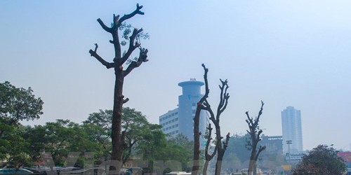 Cả một hàng cây tuyệt đẹp trên con đường của Thủ đô sắp bị chặt hạ. Những thân cây cao lớn bị cưa trụi lủi, trơ trọi. (Ảnh: Sơn-Long/Vietnam+)