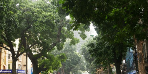 Thành phố Hà Nội dừng việc thay thế cây xanh để rà soát lại. Ảnh: Quý Đoàn.