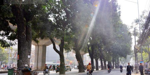 500 cây xà cừ trên đường Nguyễn Trãi đã bị chặt hạ