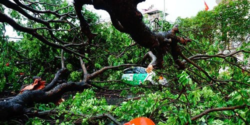 Nhiều cây cổ thụ bị lật gốc, gãy đổ trong cơn giông mạnh như bão tại Hà Nội xảy ra chiều qua 13.6  - Ảnh: Ngọc Thắng