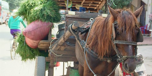 “Định tội” con ngựa bất kham gây tai nạn chết người hi hữu