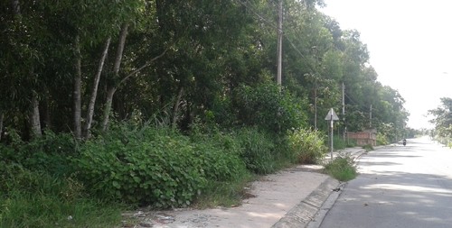 Khu vực rừng cây Hố Lang, nơi xảy ra vụ cướp