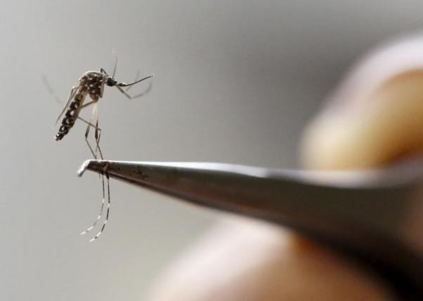 Muỗi vằn được nghiên cứu trong một phòng thí nghiệm tại Cali (Colombia). Ảnh: Reuters.