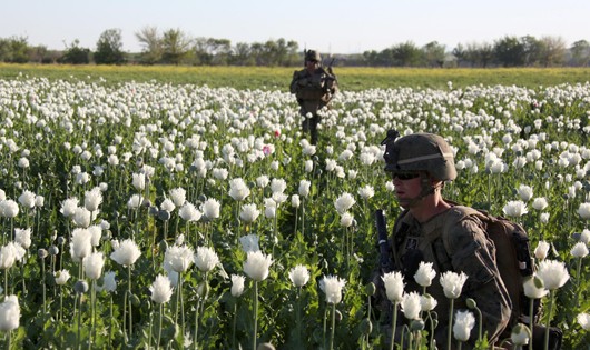 Trồng cây anh túc để sản xuất ma túy, là một trong những nguồn thu tài chính của phiến quân Taliban 
