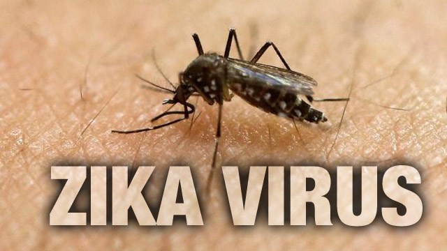 Tổ chức Y tế Thế giới khuyến cáo về vi rút Zika