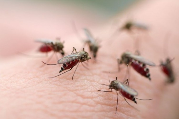 Triển khai chiến dịch diệt muỗi, phòng chống Zika và sốt xuất huyết