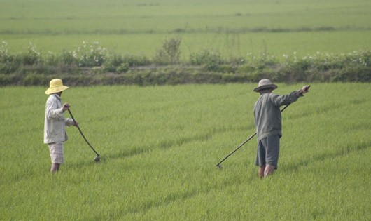 Những người đàn ông ở làng Công Lương làm việc chăm chỉ trên đồng ruộng thay vợ.