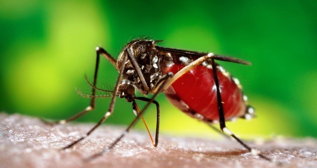 Công bố hết dịch vi rút Zika 