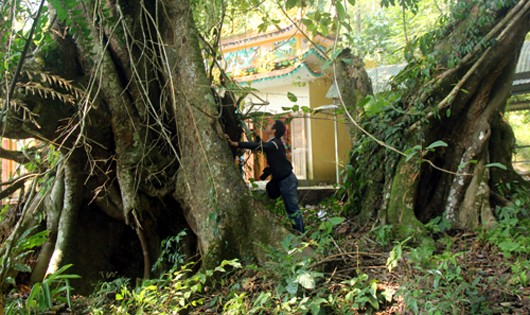 Một cây có đường kính 2,4 m, cây còn lại là 3,5 m. Do tác động của thiên nhiên, một số vị trí ở gốc cây đã bị mục. Hình: Tiến Hùng/Vnexpress.