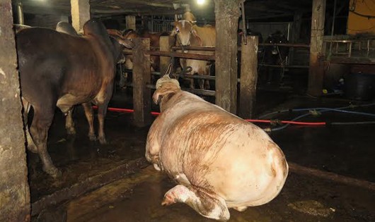 Một con bò bị bơm nước nhiều đến mức không đứng dậy được.

​