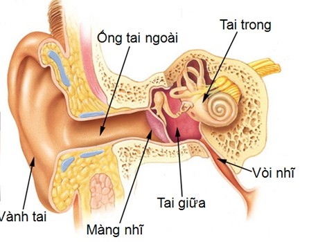 Bệnh viêm tai giữa có thể điều trị bằng Đông y?