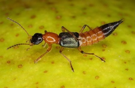 Sự thật về nọc độc 'gấp hơn 10 lần rắn hổ mang' của kiến ba khoang