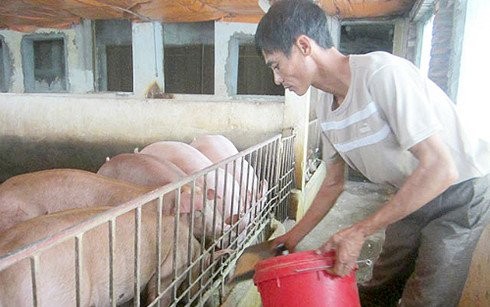 Dân Việt ăn sang: Lợn tẩm bổ thuốc bắc, cà chua bón trứng sữa