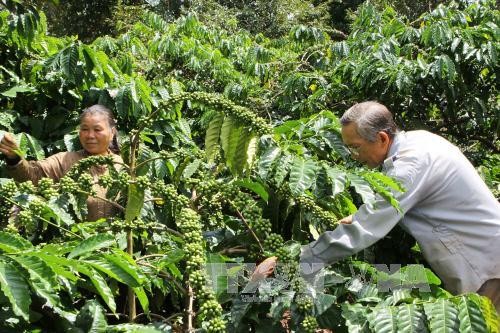 Thu hoạch dòng cà phê vối tại Việt Nam. Ảnh: Dương Giang/TTXVN