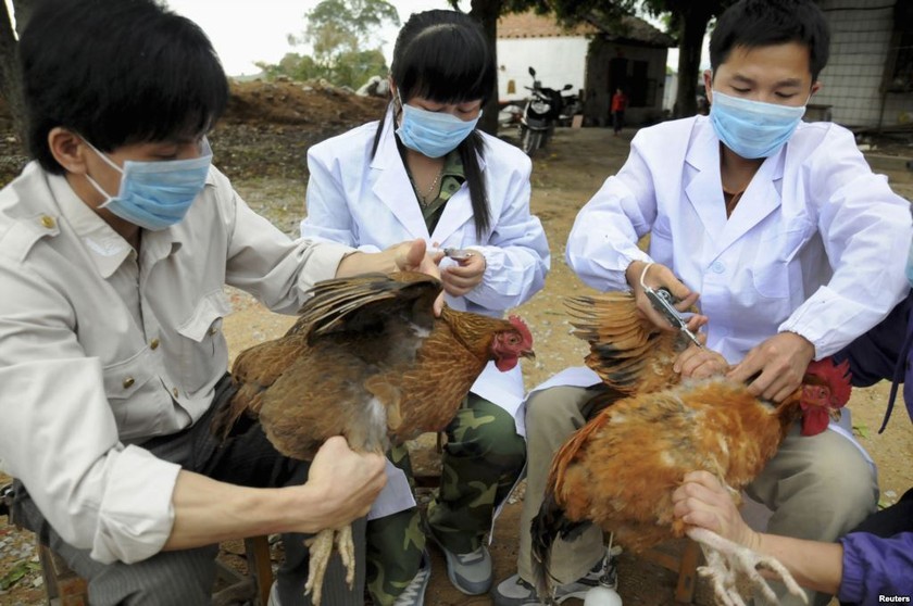 Khẩn cấp chống dịch cúm gia cầm lan từ Trung Quốc