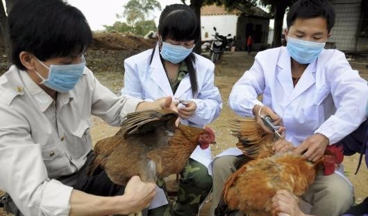 Vi rút cúm A/H7N9 đã ở mức độc lực cao