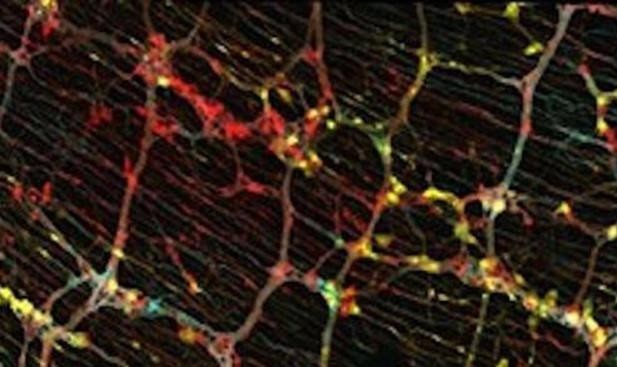 Đánh dấu màu các tế bào tiền thân để theo dõi sự phát triển hệ thống thần kinh trong đường ruột