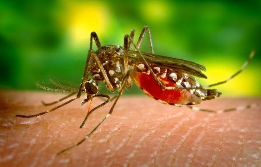 Vĩnh Long: Bệnh nhân đầu tiên mắc virus Zika