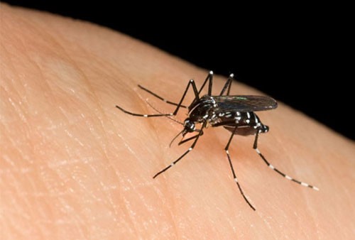 Bộ Y tế yêu cầu củng cố hệ thống giám sát côn trùng, phòng chống sốt xuất huyết