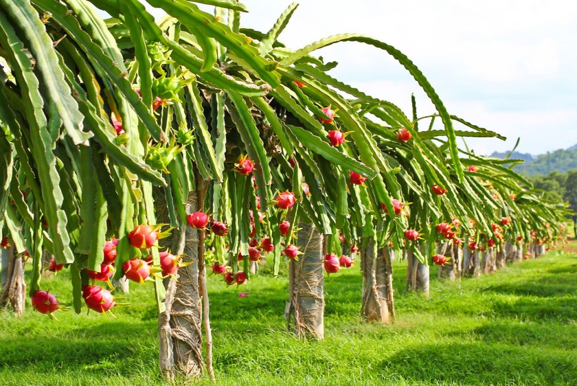 Công ty Nông nghiệp FLC Biscom được chấp thuận đầu tư nông nghiệp công nghệ cao tại Quảng Trị