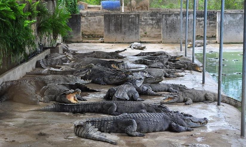 -Cá sấu tại huyện Định Quán đang được nuôi “ồ ạt”