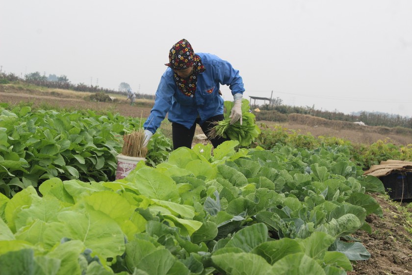  Thu hoạch rau ở vườn rau Tiền Phong, huyện Mê Linh, Hà Nội.