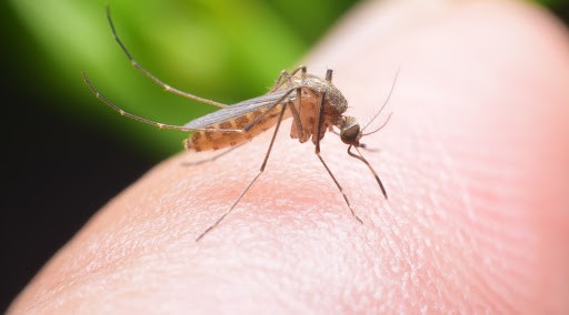 WHO 'phúc đáp' thông tin virus SARS-CoV-2 có thể lây truyền qua muỗi