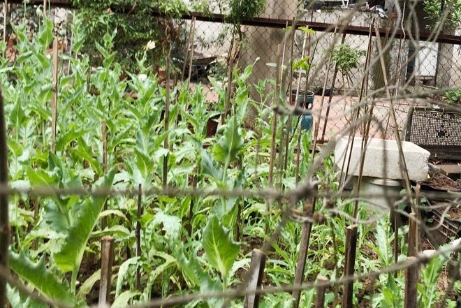 Phát hiện vườn thuốc phiện giữa làng hoa Hà Nội