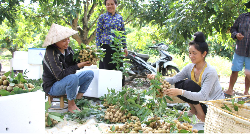  Nhiều sản phẩm nông nghiệp của tỉnh Sơn La có giá trị kinh tế cao, góp phần nâng cao thu nhập cho người dân. 