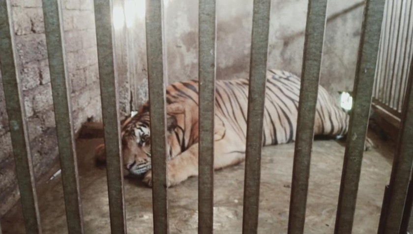 Một trong số con hổ được phát hiện ở Nghệ An.