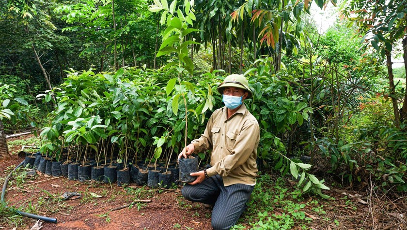 Phục hồi hệ sinh thái thông qua việc trồng rừng là một trong những giải pháp để ngăn chặn đại dịch tiếp theo.