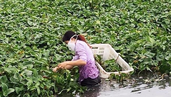  Chị Lư Thị Luyến Phó Chủ tịch Hội LHPN Phường 4 tự tay xuống ruộng cắt rau. 