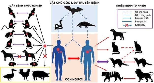  Mối liên hệ và khả năng truyền lây của SARS-CoV-2 giữa người và động vật. 