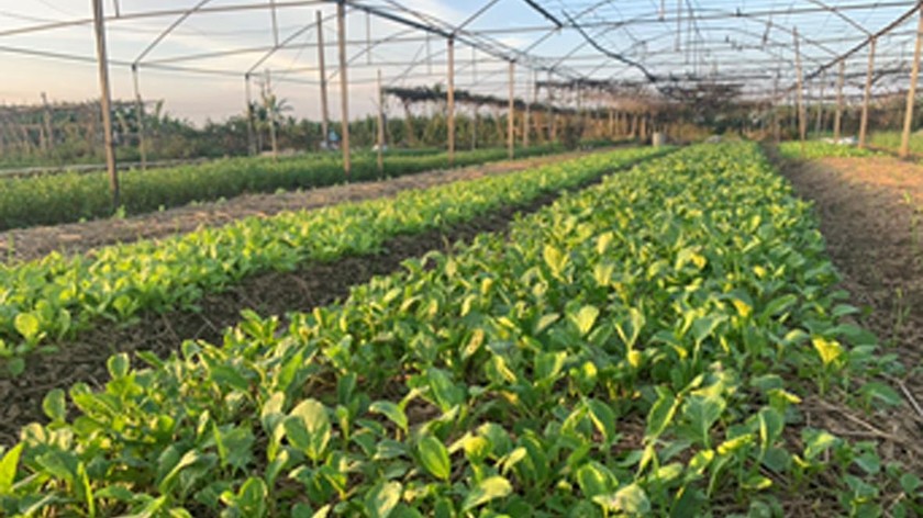 Farm Foods Việt Nam chú trọng phát triển các vùng trồng hữu cơ. 