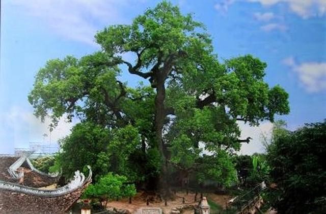 Theo nghiên cứu từ những ghi chép để lại, cây dã hương bắt đầu được biết đến từ thời Vua Lê Hiển Tông (1740 – 1786). 