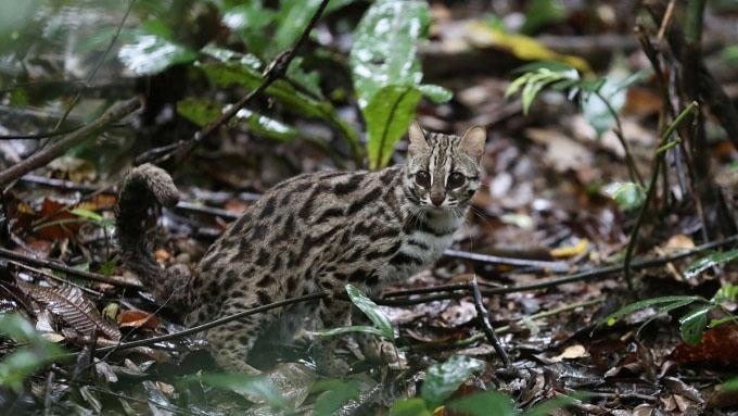  Một con mèo rừng được thả vào Vườn quốc gia Cúc Phương (Ninh Bình) tháng 3/2021, sau khi bị săn bắt trái phép. (Hình:vnexpress.net) 