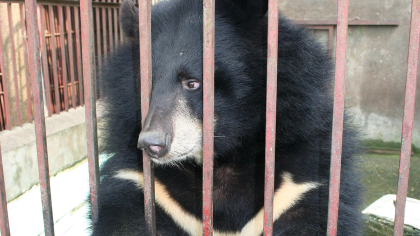 Cá thể gấu bị nuôi nhốt tại hộ dân.