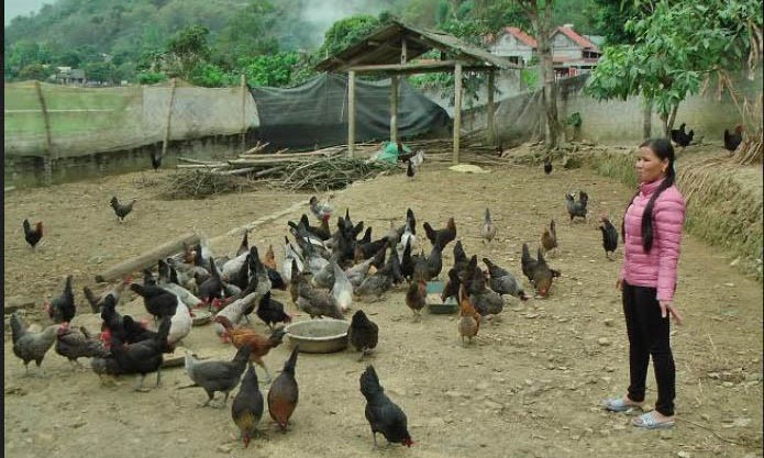  Mô hình chăn nuôi gà thả vườn của chị Sầm Thị Hoàn. (Ảnh: thiduakhenthuongvn.org.vn)