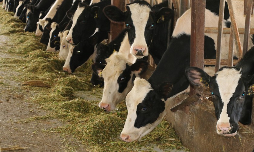 Nông dân nuôi bò sữa ở Mộc Châu đang gặp khó khăn do chi phí tăng cao.
