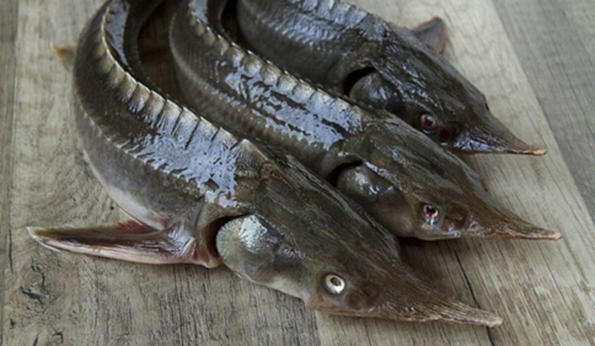 Cá tầm lai tạp “đội lốt” thuần chủng nhập ồ ạt về đang gây thiệt hại lớn cho người nuôi cá trong nước.