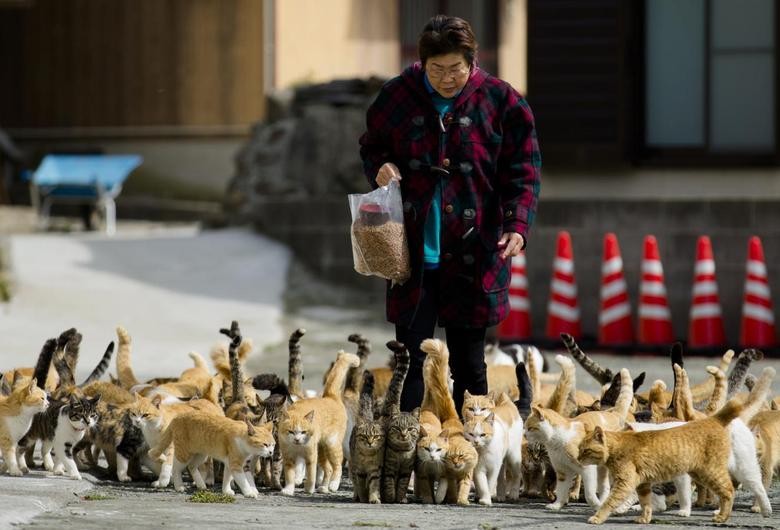 Các “cư dân mèo” ở đảo Aoshima, Nhật Bản. 
