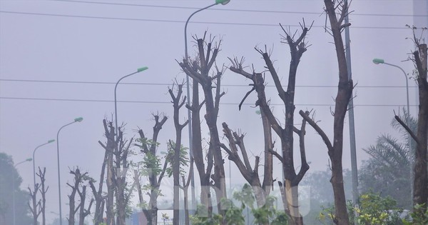 Thông tin mới vụ hàng trăm cây xanh chết khô ở Đại lộ Thăng Long