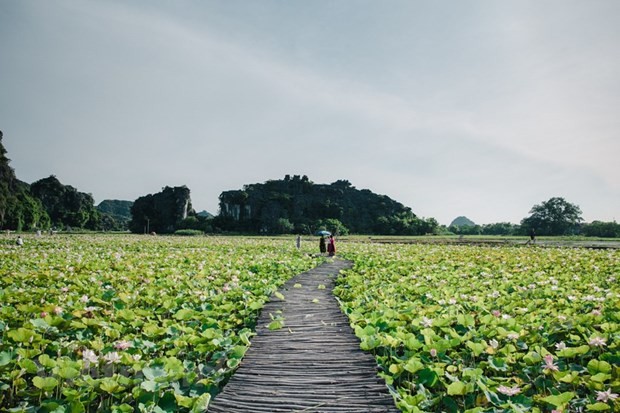 Hồ sen hang Múa (Ninh Bình) là một trong những điểm đến yêu thích của nhiều du khách. (Ảnh: Vietnam+)