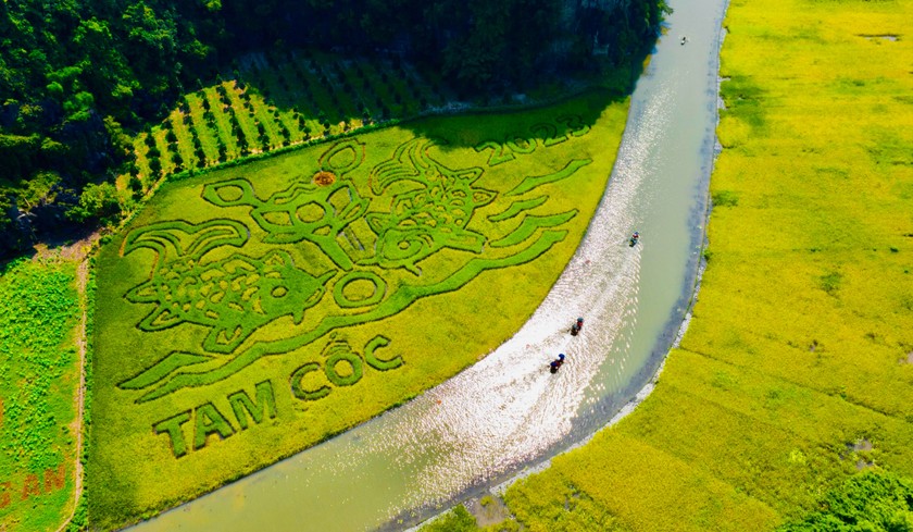 Tạo hình bức tranh Đông Hồ trên cánh đồng lúa chín ở Ninh Bình.