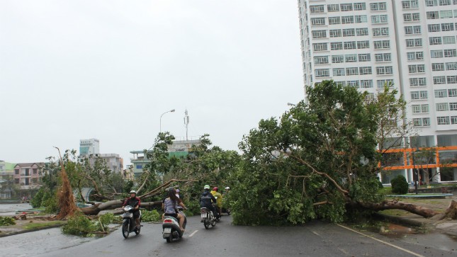Cây cối ngã đổ ở Đà Nẵng sau bão Nari